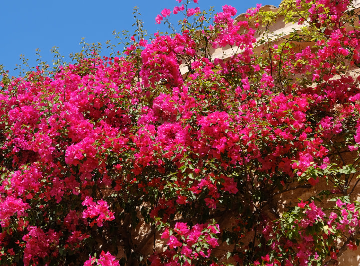 Hotel Boutique eco-friendly Plantas y jardines de nuestro Hotel Boutique en Mallorca